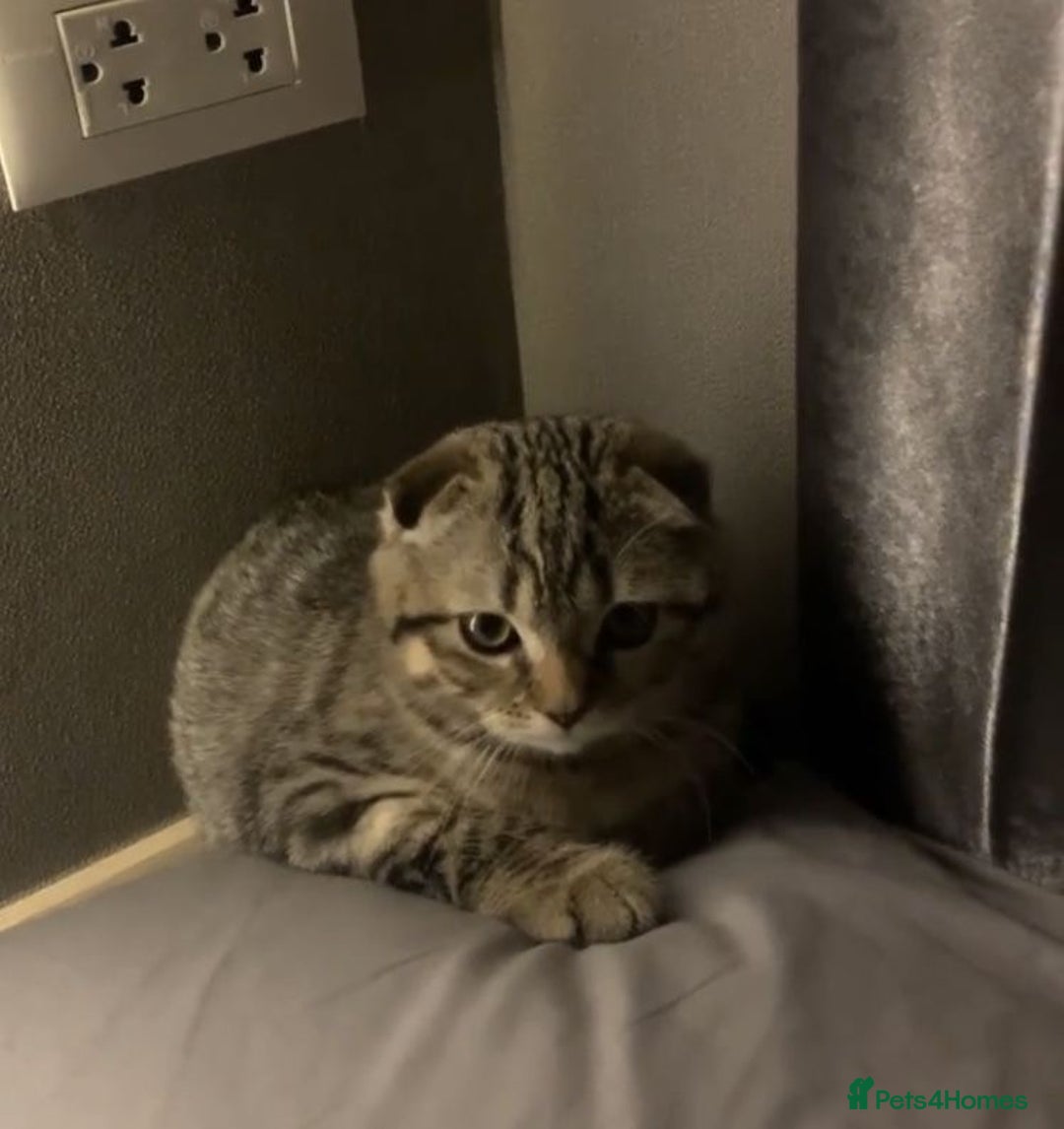 Scottish Fold cats for sale: Scottish fold male in Bedworth - Image 1