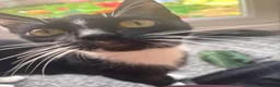 Mixed Breed cats for sale: Two adorable kittens  - Advert 2