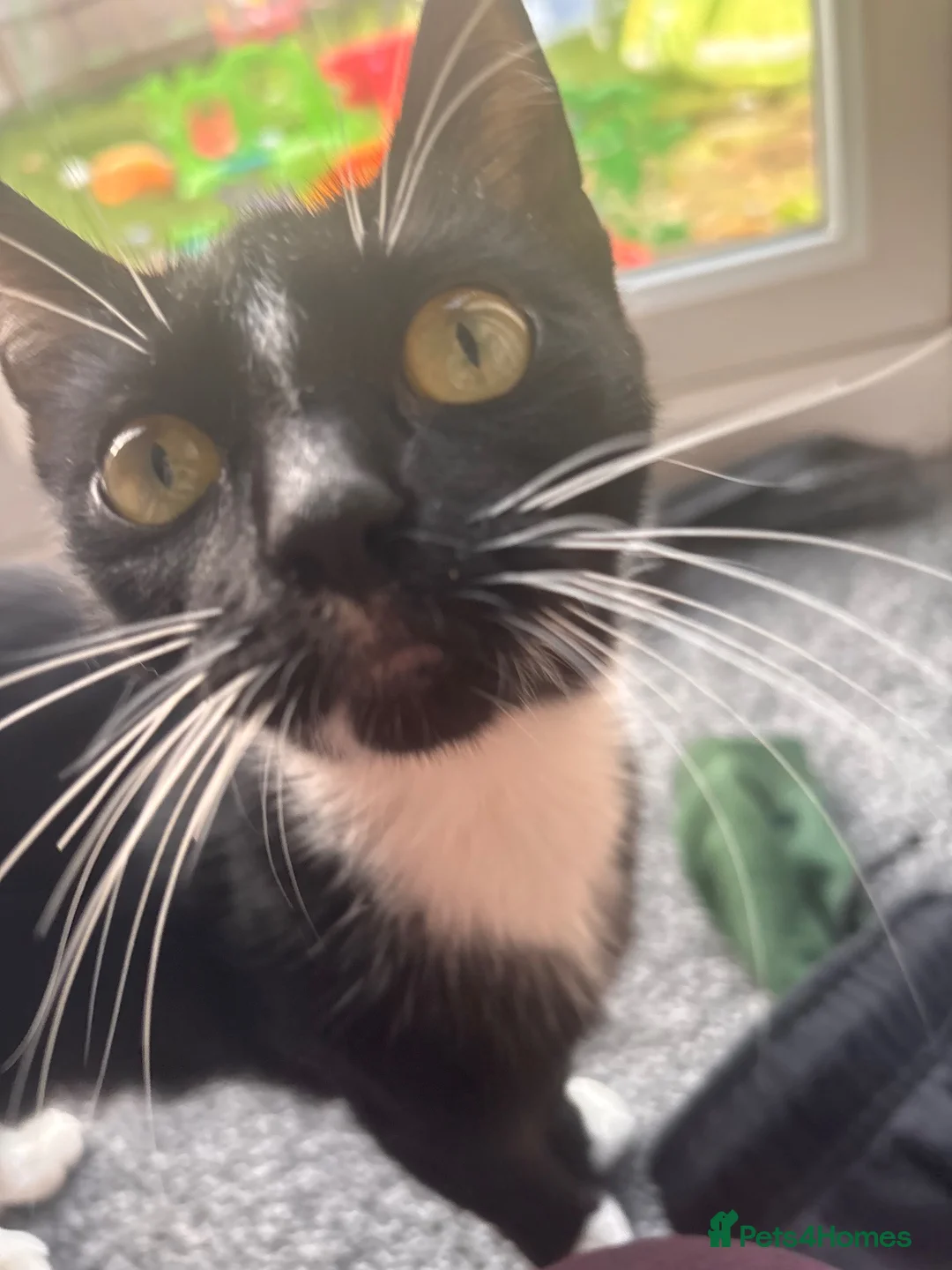 Mixed Breed cats for sale: Two adorable kittens  - Advert 2