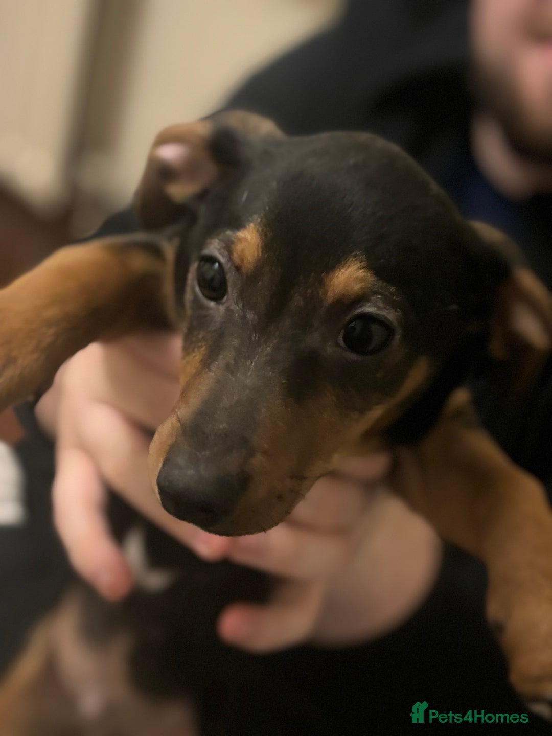 Mixed Breed dogs for sale: Beautiful Dachshund X Jack Russel Male - Advert 1