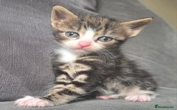 British Longhair cats for sale: Long haired kittens looking for 5* homes - Image 16