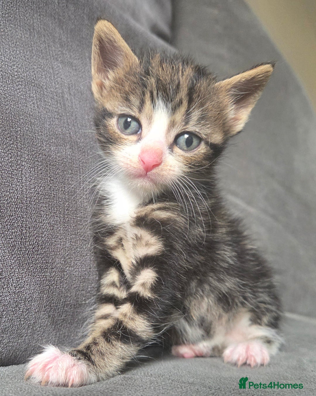 British Longhair cats for sale: Long haired kittens looking for 5* homes - Image 16