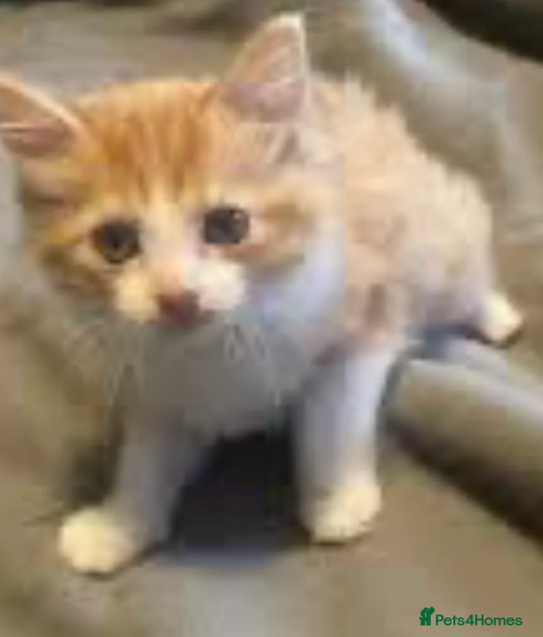 Mixed Breed cats for sale: Cute kittens  - Advert 1