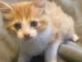 Mixed Breed cats Cute kittens - Advert 7