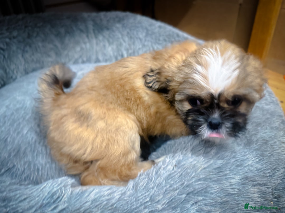 Mixed Breed dogs for sale: ✨ Gorgeous Mixed-Breed Puppies Looking for Homes - Advert 14