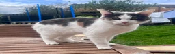 Mixed Breed cats for sale: Lovely little kittens  in Saxmundham - Advert 5