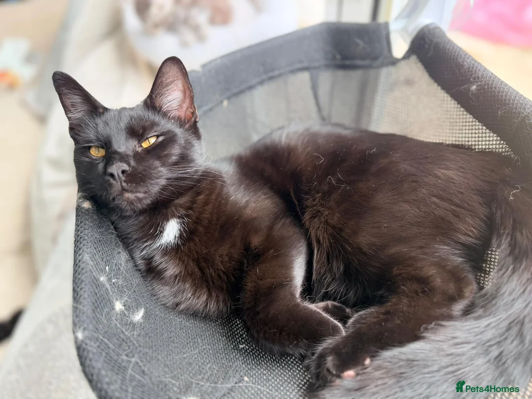 Mixed Breed cats for sale: Two Maine Coon x Shorthair boys, available now in Romsey - Advert 3