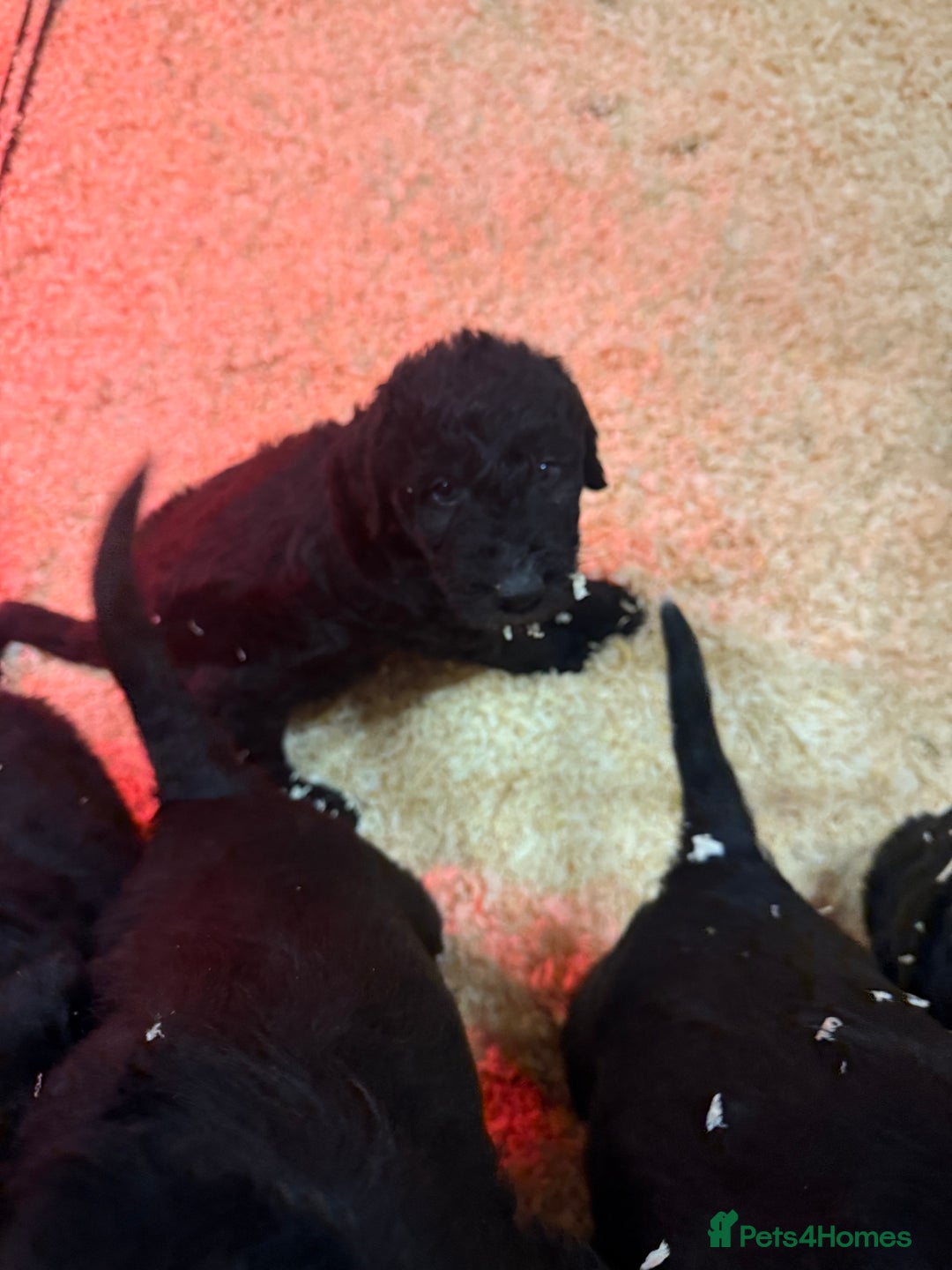 Mixed Breed dogs for sale: Bedlington x whippet Lurcher pups - Advert 4
