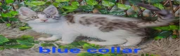 Maine Coon cats for sale: Tica registered ready now - Advert 4