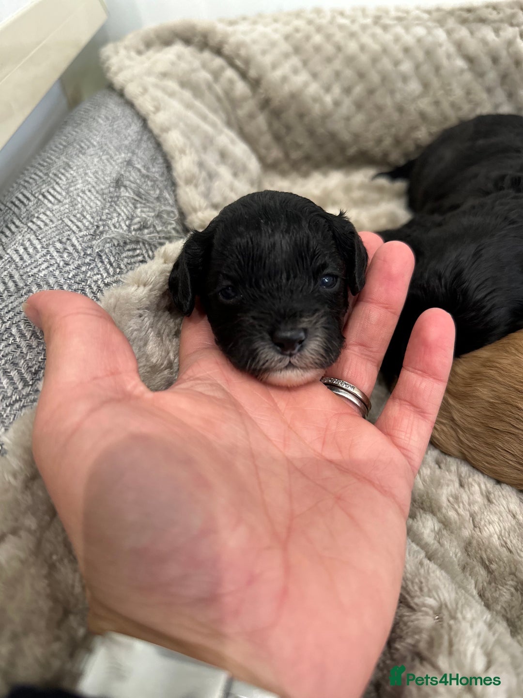 Cavapoo dogs for sale: F1 cavapoo puppies heath tested  - Image 30