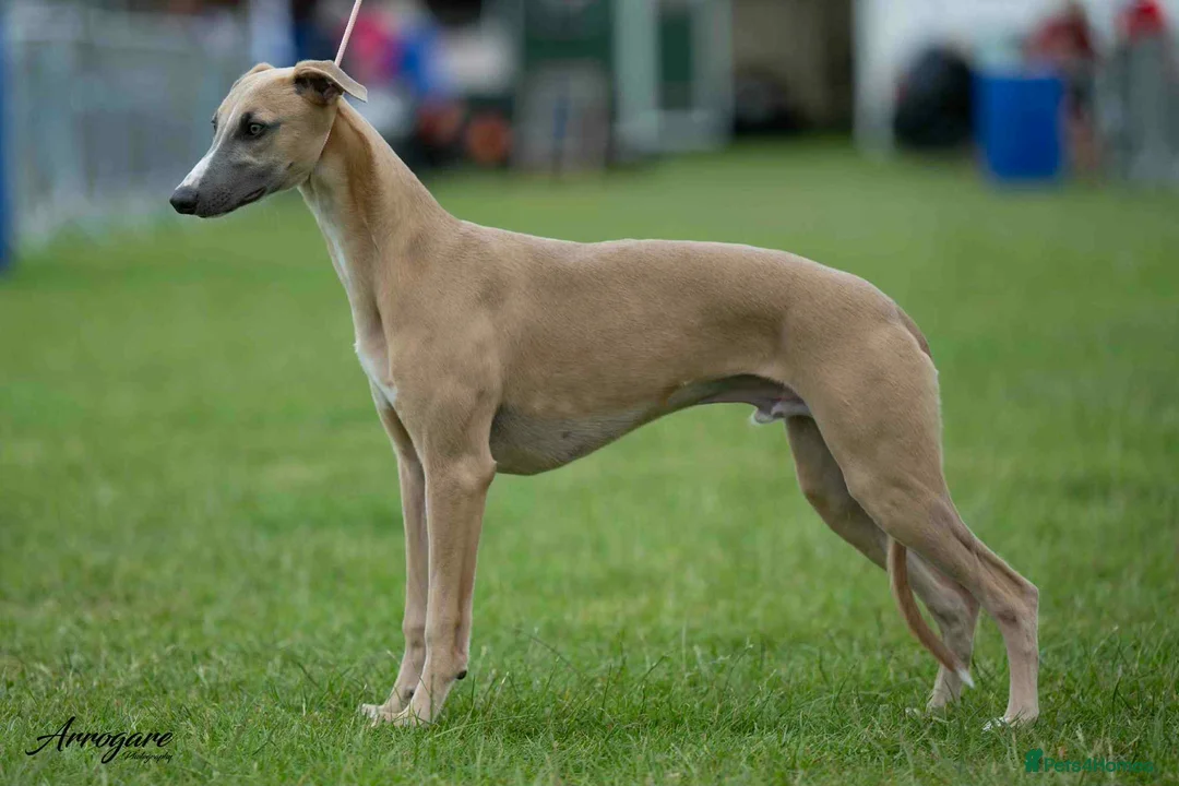Whippet dogs for sale: KC Registered Whippet Puppies - Advert 1