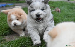Mixed Breed dogs for sale: Genuine Chowski puppies  - Image 17