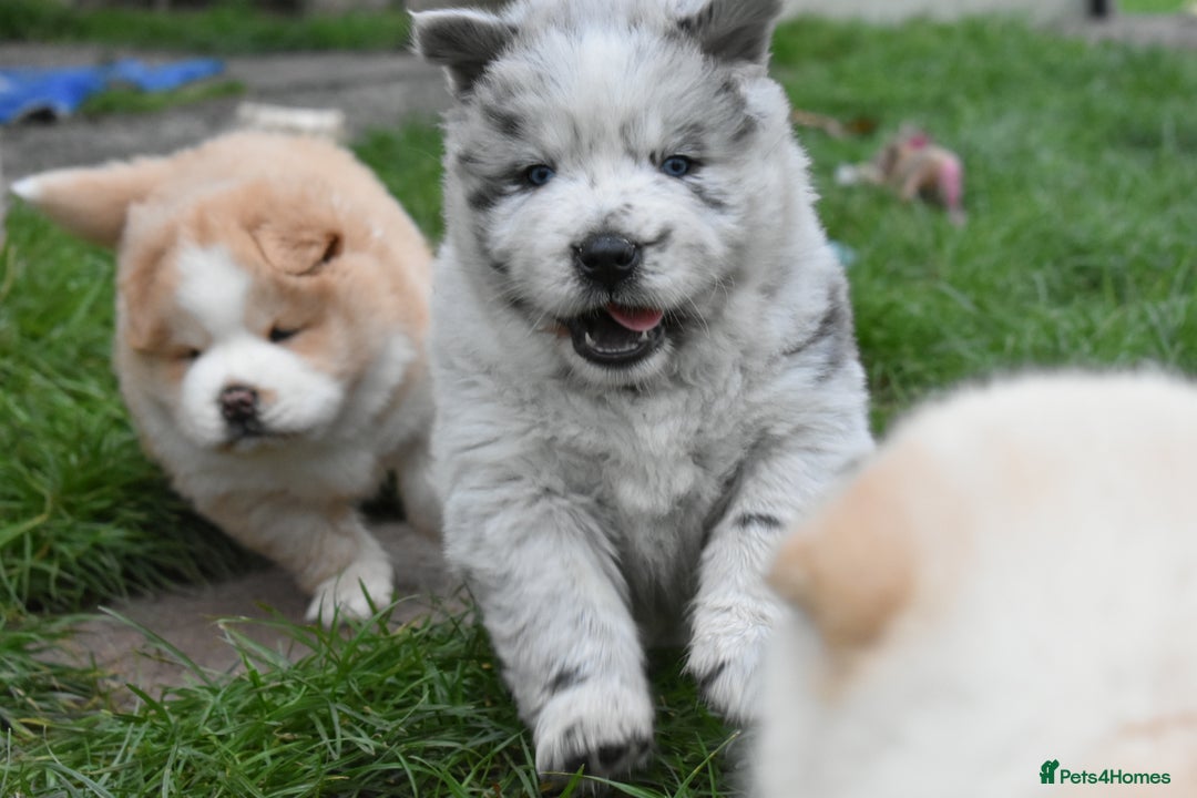 Mixed Breed dogs for sale: Genuine Chowski puppies  - Image 17