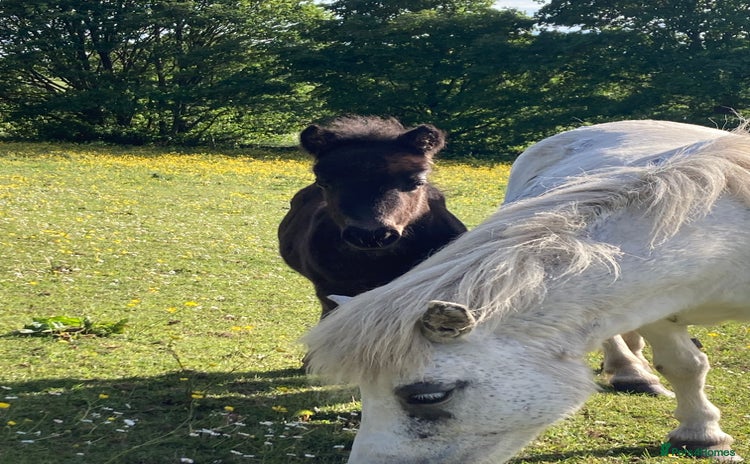 Shetland pony horses - Advert 5