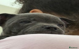 Staffordshire Bull Terrier dogs for sale: Stunning Staffordshire Bull Terrier pups   in Farnborough - Image 19