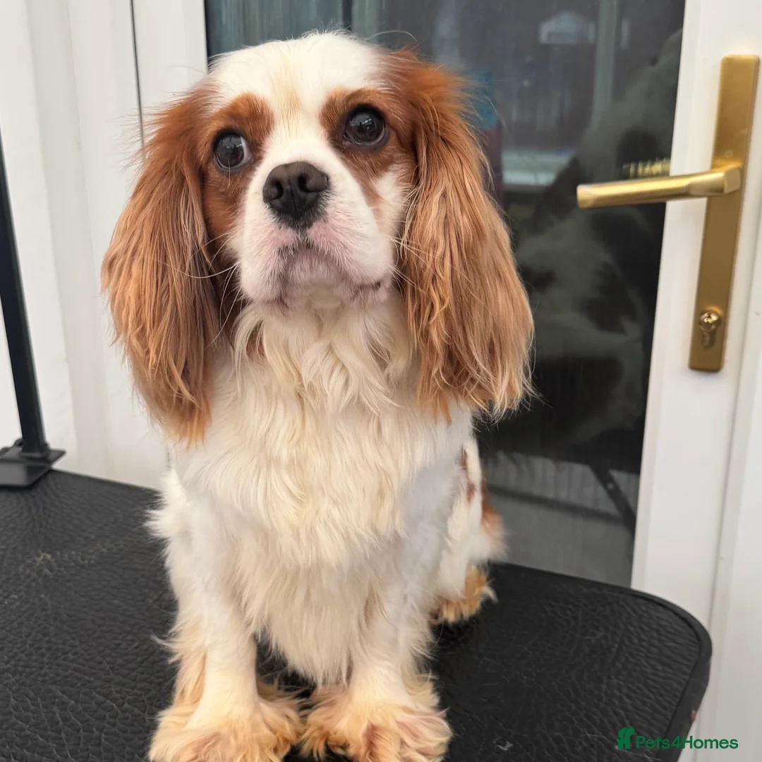 Cavalier King Charles Spaniel dogs for stud: Proven stud KC cavalier King Charles  - Advert 5