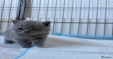 British Shorthair cats - Advert 4