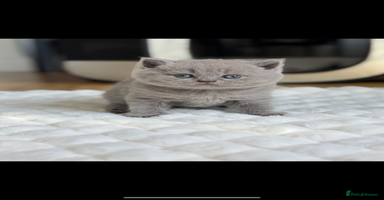 Scottish Fold cats - Advert 8