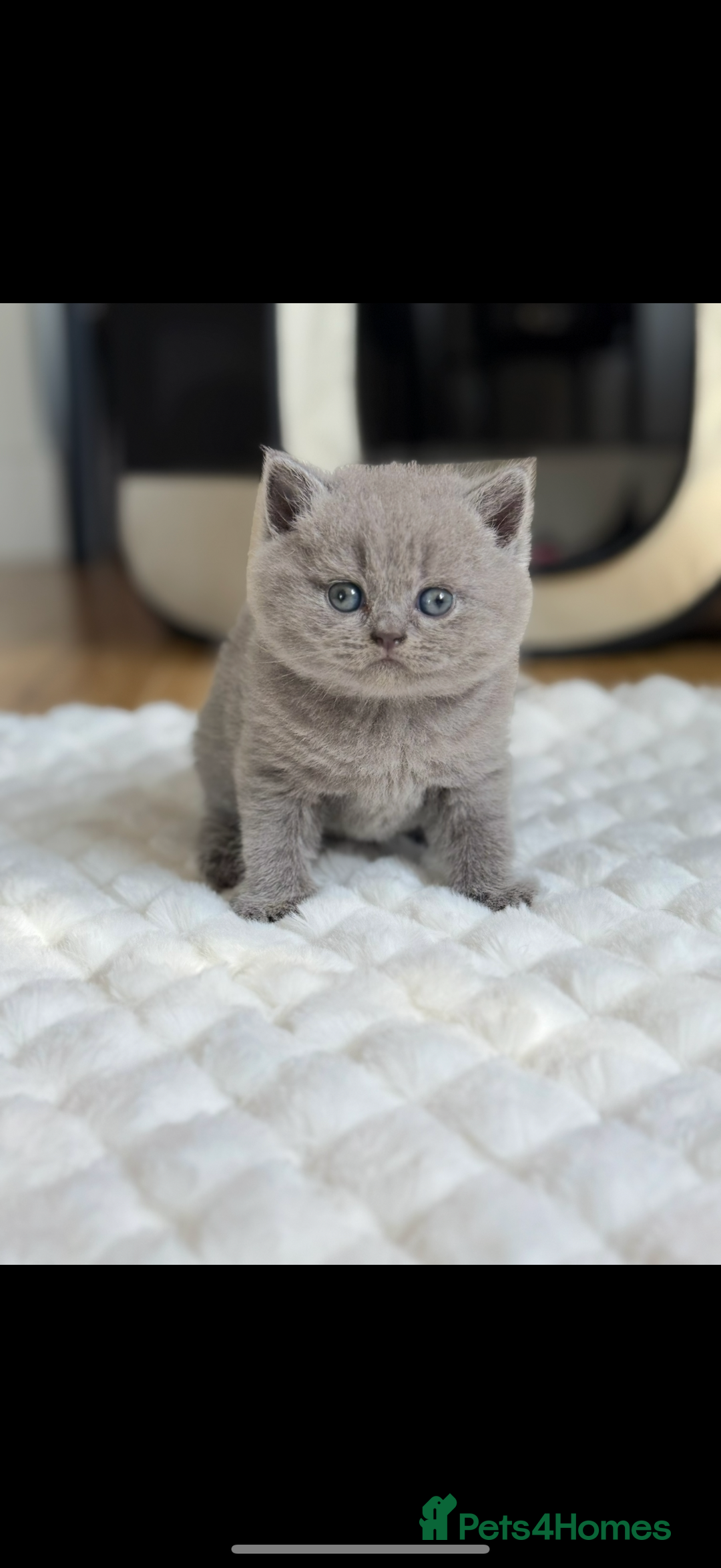 Scottish Fold cats for sale: Scottish straight - Image 2