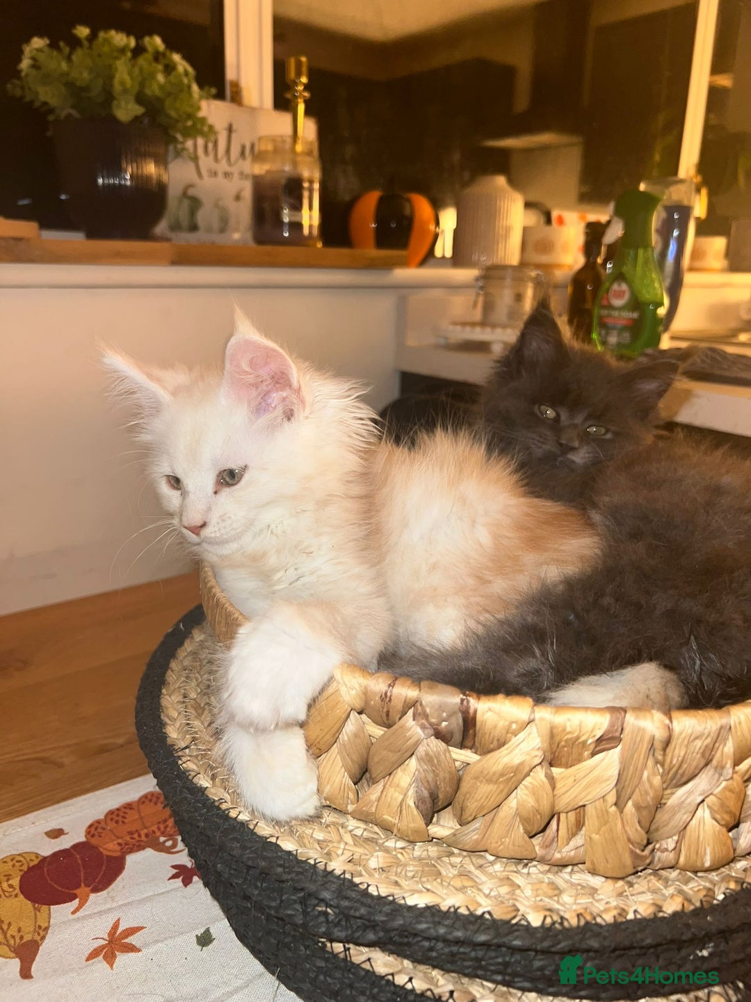 Maine Coon cats for sale: Stunning championship Maine coons for sale - Advert 11