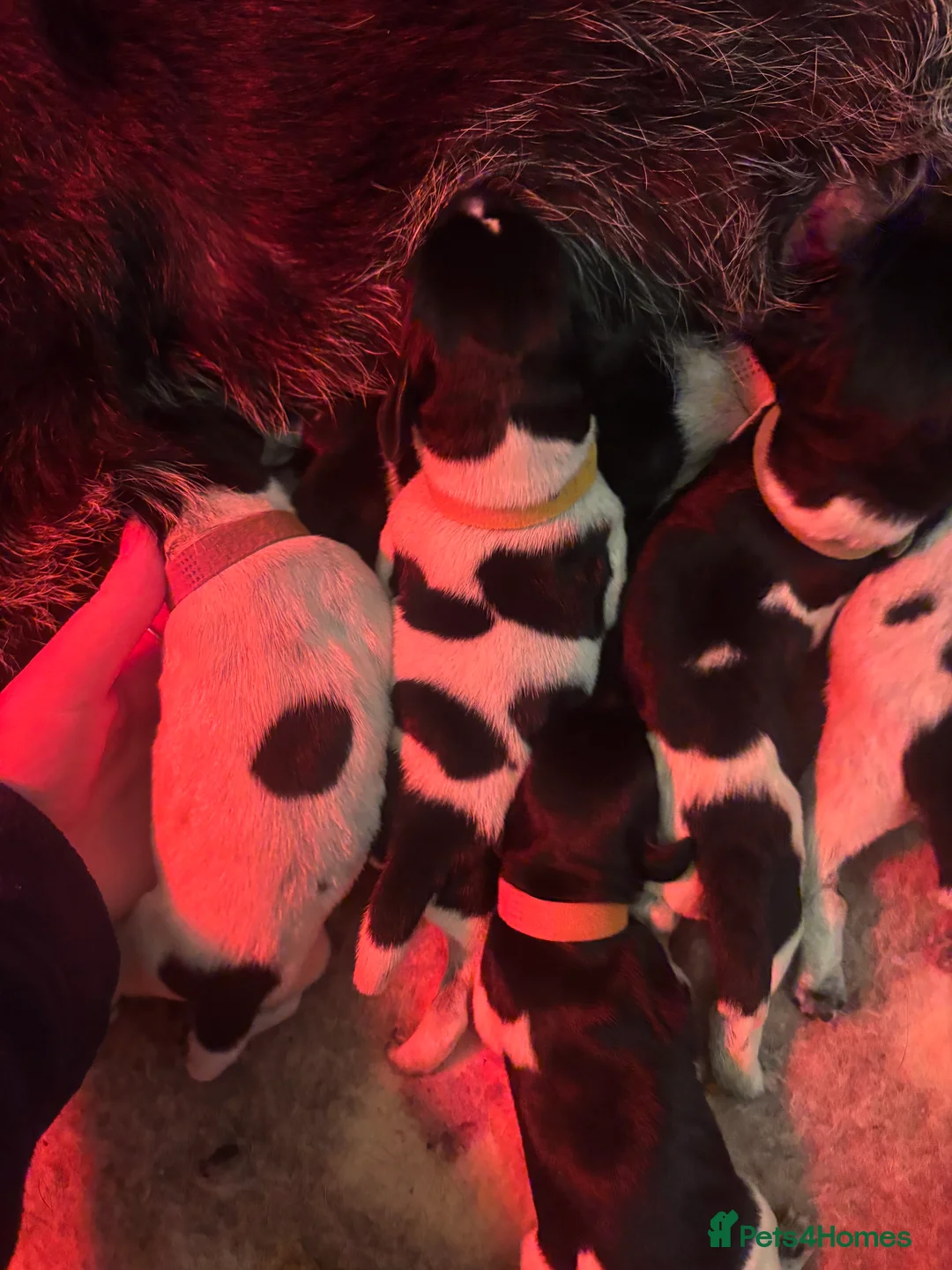 German Wirehaired Pointer dogs for sale: Stunning German wire hairs pointers  - Advert 3