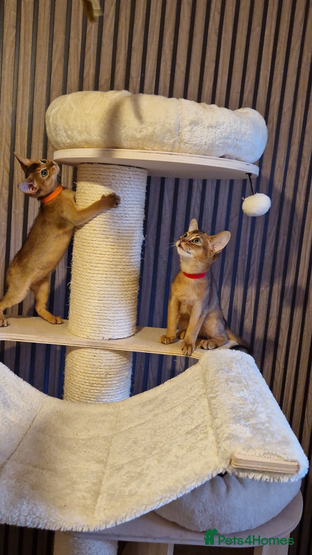 Abyssinian cats for sale: Pure Abyssian kittens ❤️ - Advert 16