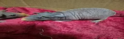 Guinea Pig rodents for sale: Pair of Baby Female Skinny Pigs For Sale  - Advert 4
