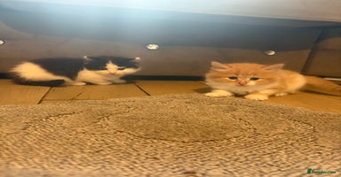 Mixed Breed cats - Advert 16