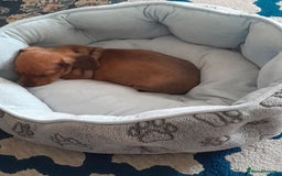 Dachshund dogs for sale: Adorable dachshund puppy - Image 2