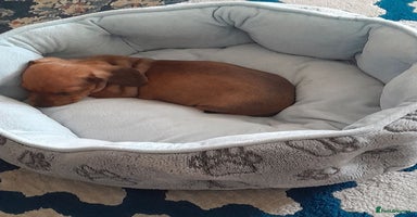 Dachshund dogs - Advert 16