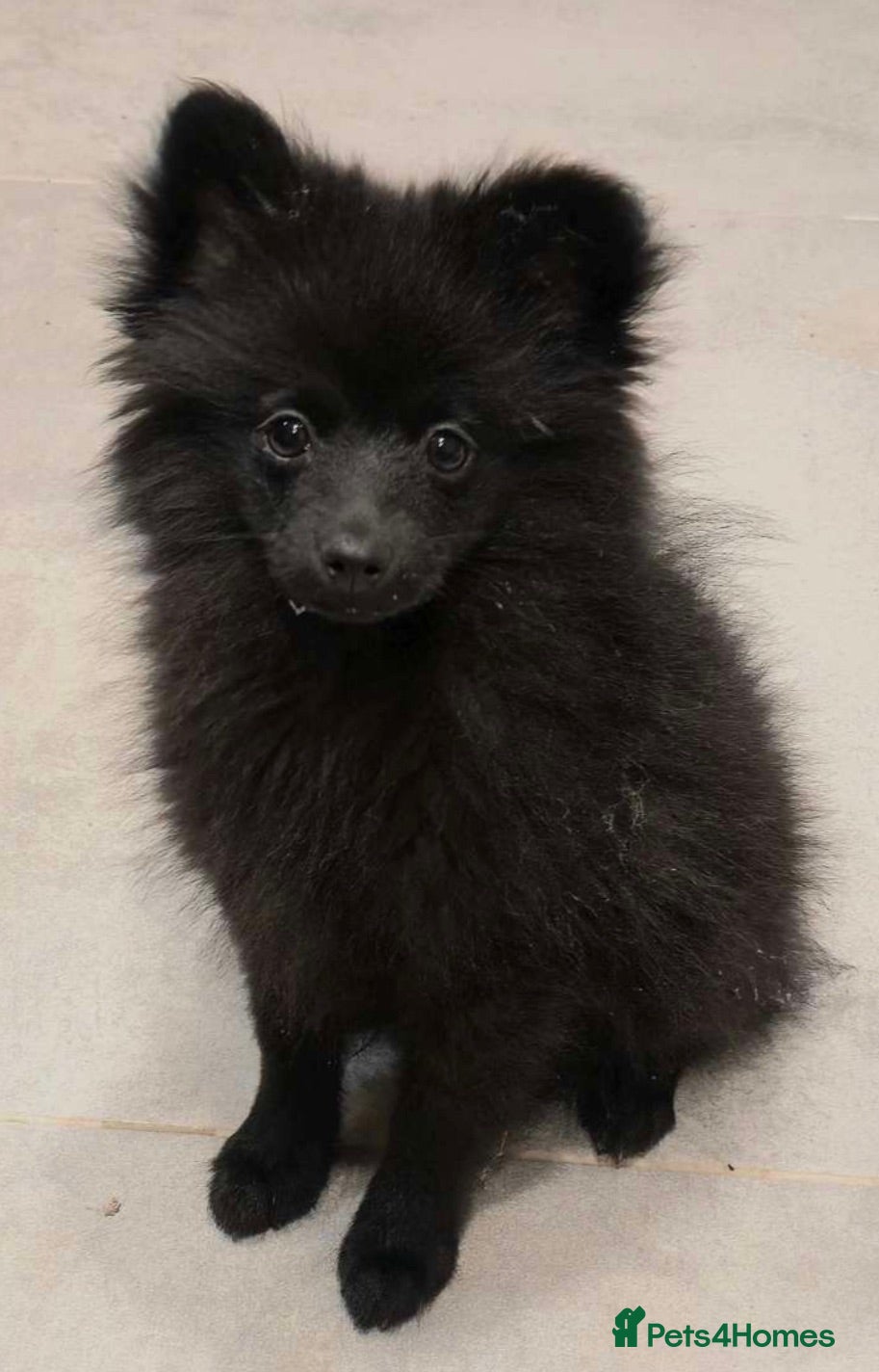 Pomeranian dogs Beautiful Russian Pomeranian Male - Advert 9