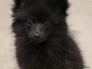 Pomeranian dogs Beautiful Russian Pomeranian Male - Advert 9
