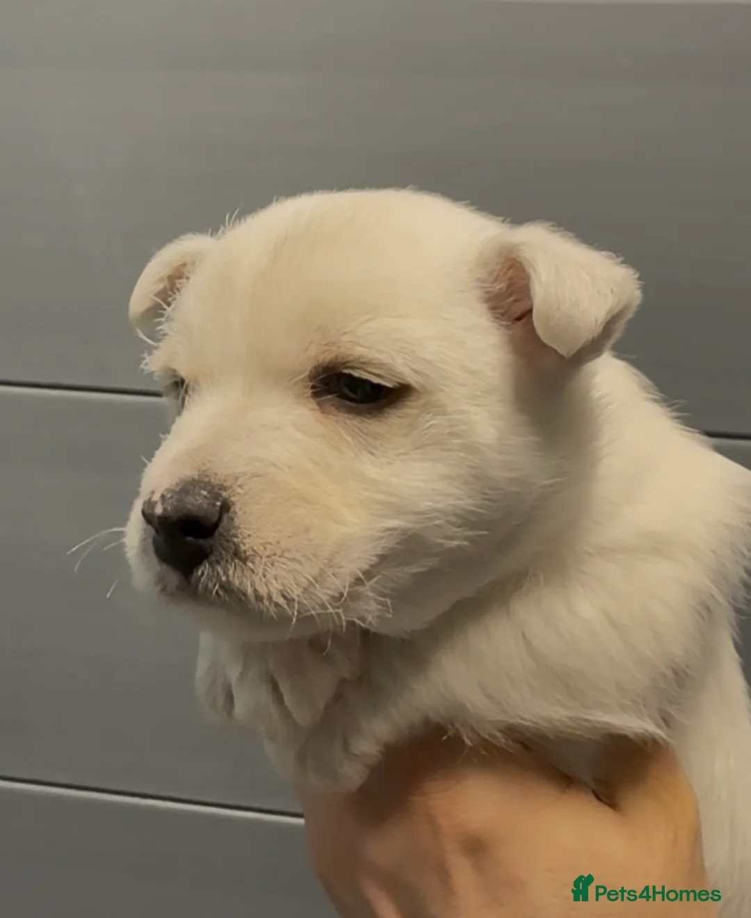 West Highland Terrier dogs for sale: West Highland Terrier Pups Pure Pedigree - Advert 12