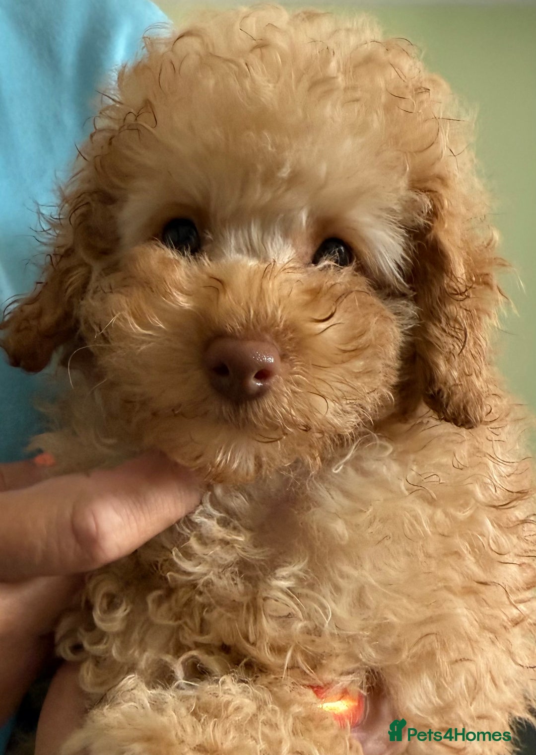 Toy Poodle dogs for sale: Kc reg Toy poodles - Image 6