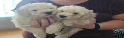 Toy Poodle dogs for sale: Toy poodle puppies 🩷💙  - Advert 1