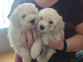 Toy Poodle dogs Toy poodle puppies 🩷💙 - Advert 1