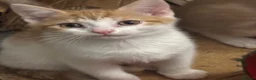 Mixed Breed cats for sale: The Most Adorable Kittens - Advert 11