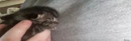 Mixed Breed cats for sale: Two beautiful mixed breed kittens  in Aberdare - Advert 7