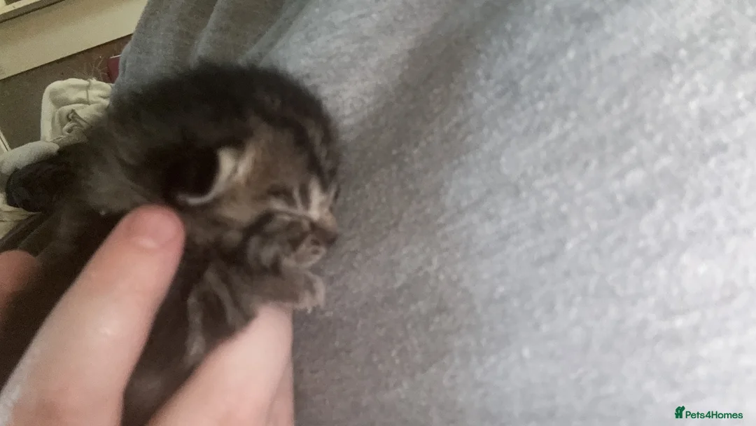 Mixed Breed cats for sale: Two beautiful mixed breed kittens  in Aberdare - Advert 7