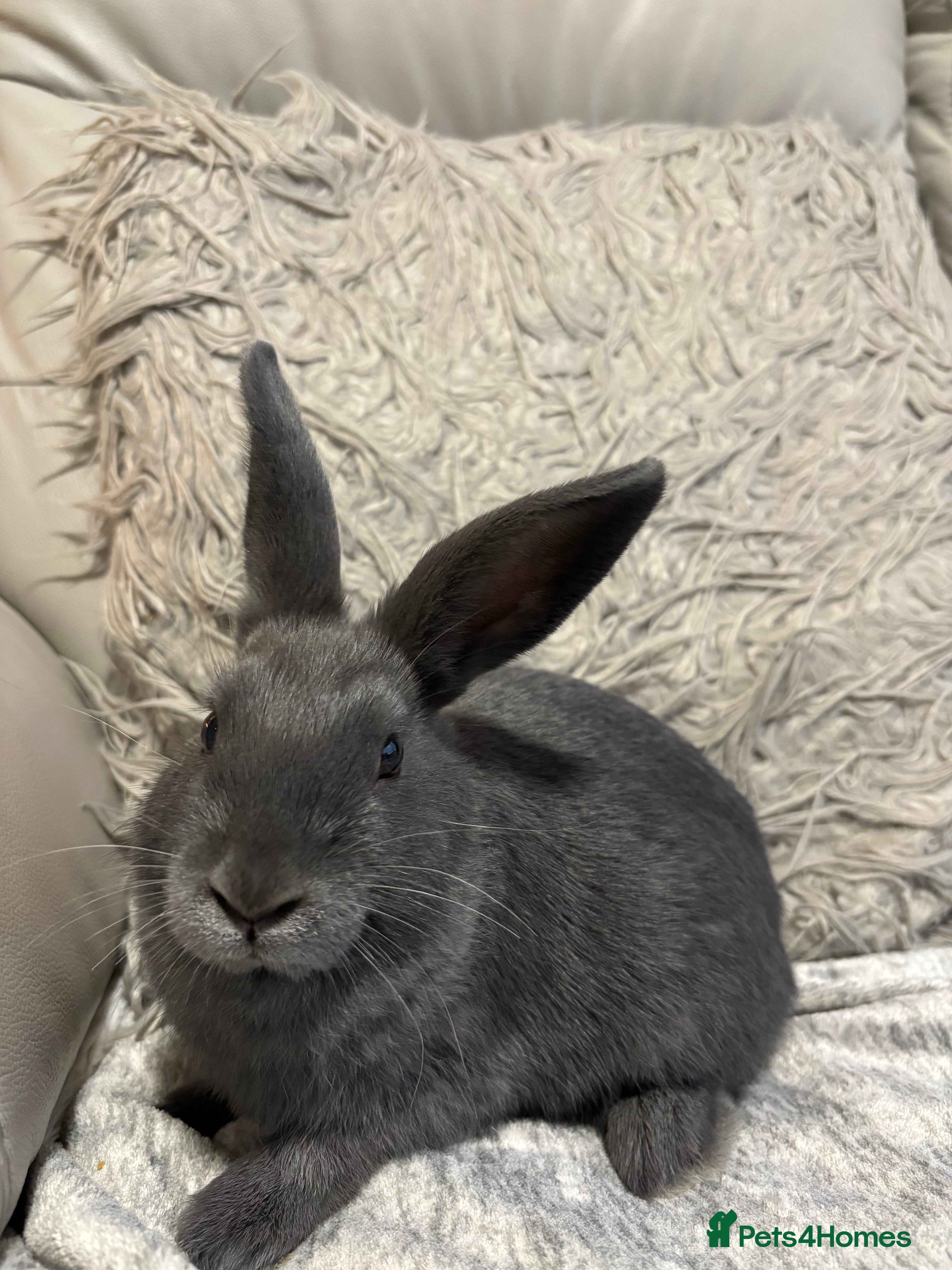 Mixed Breed rabbits 2 young Male rabbits for sale in Prenton - Advert 1