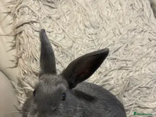 Mixed Breed rabbits 2 young Male rabbits for sale in Prenton - Advert 1