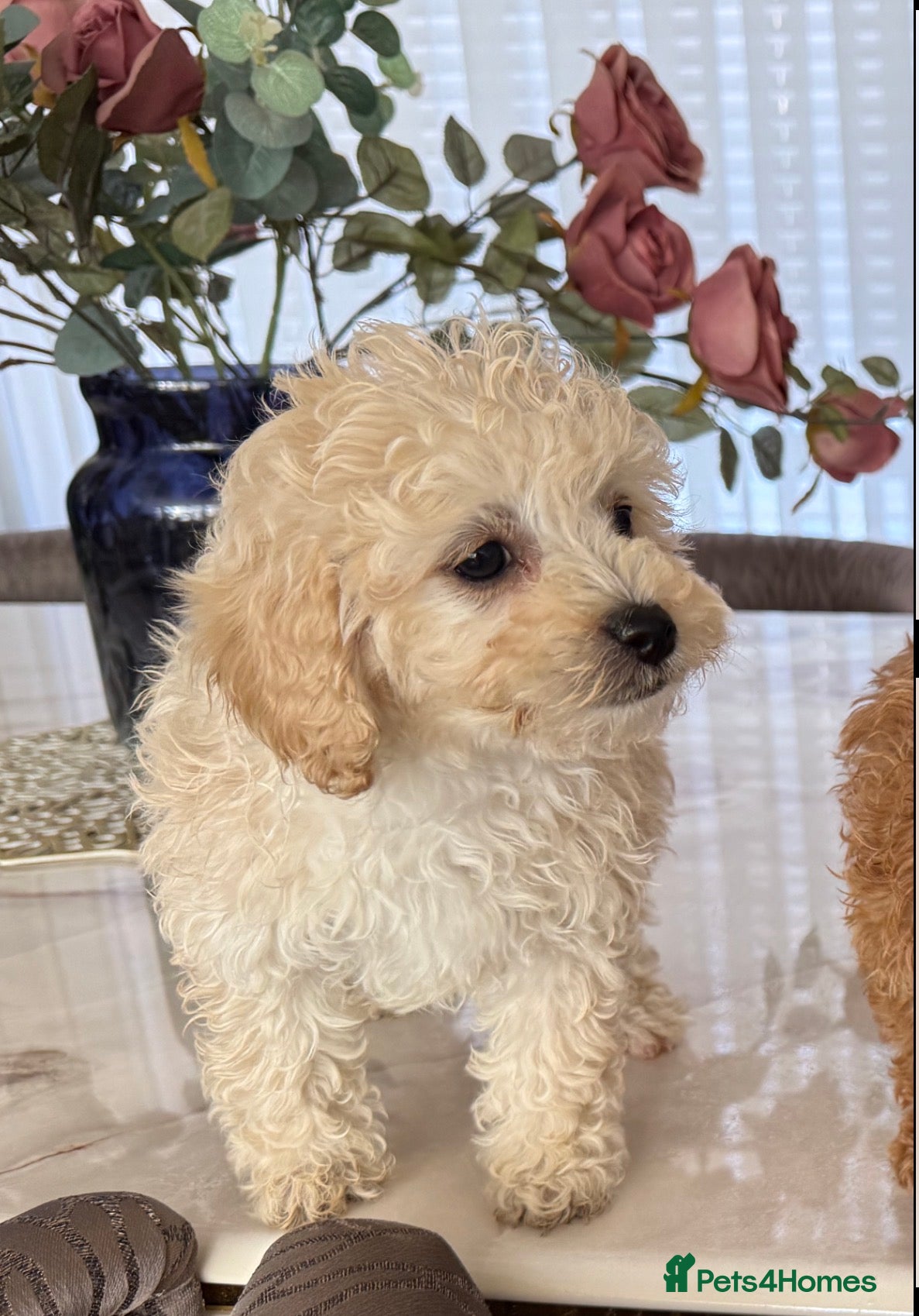 Toy Poodle dogs Already trained little Toy Poodles 🐶🐶 - Advert 2