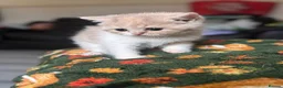 Scottish Fold cats for sale: Scottish fold kittens - Advert 7
