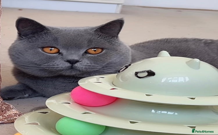 British Shorthair cats - Advert 4