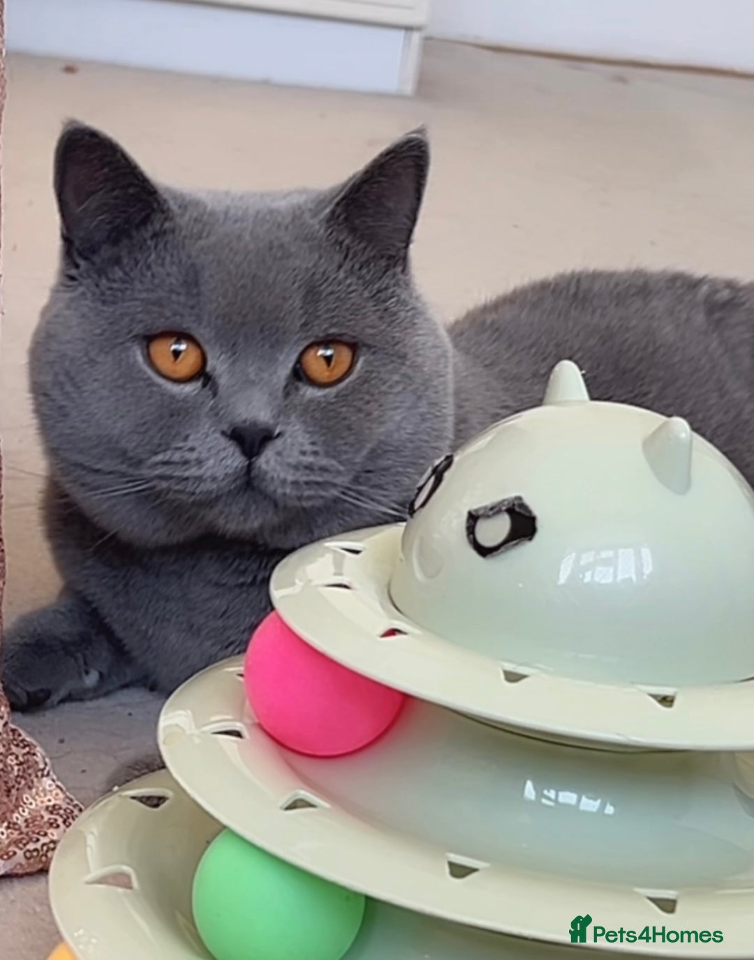 British Shorthair cats for sale: TICA Registered Active Blue Boy! - Image 1