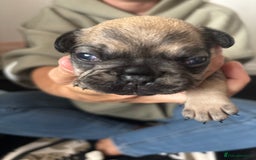 French Bulldog dogs for sale: Beautiful French bulldog puppies - Image 10