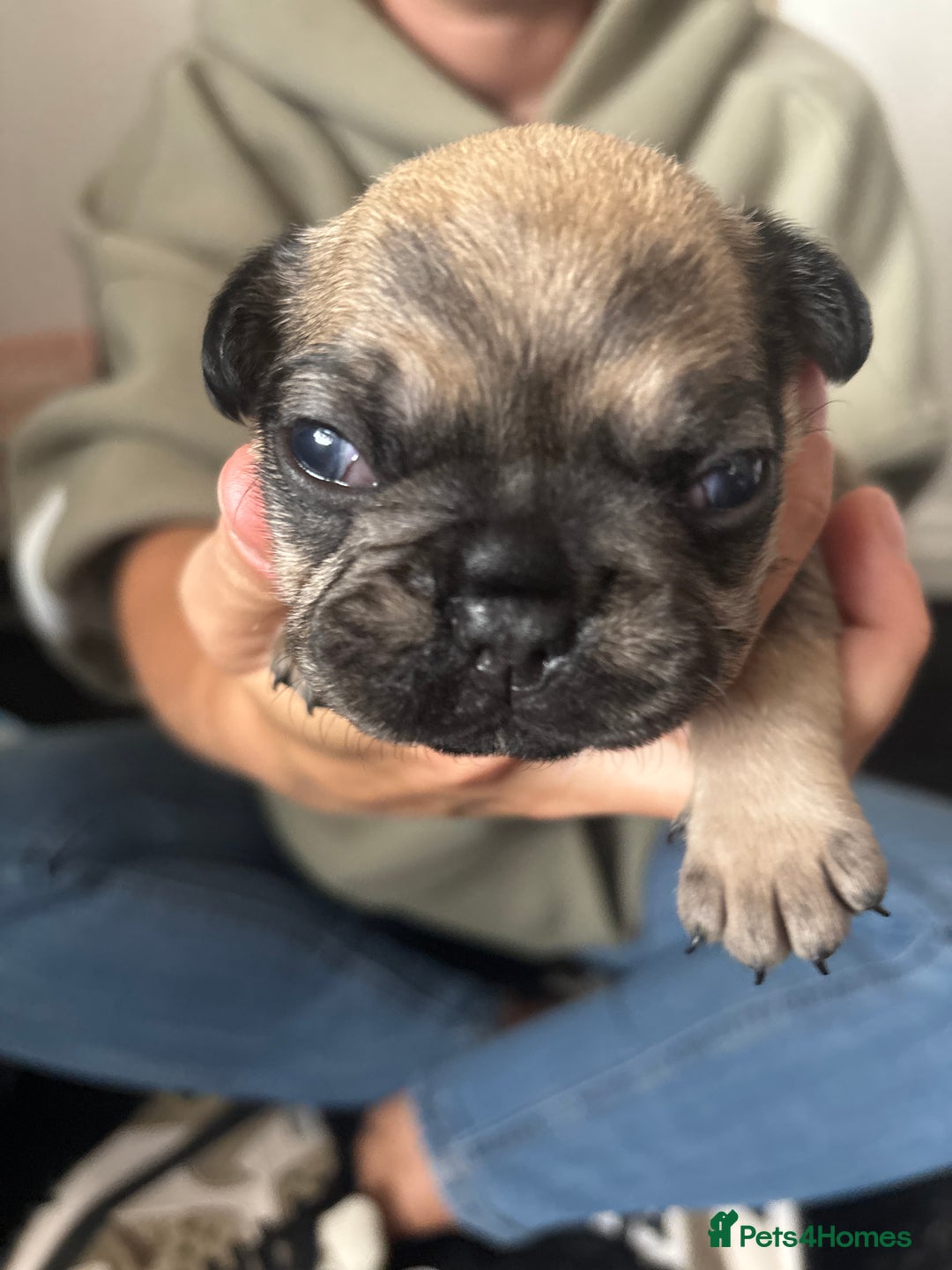 French Bulldog dogs for sale: Beautiful French bulldog puppies - Image 10