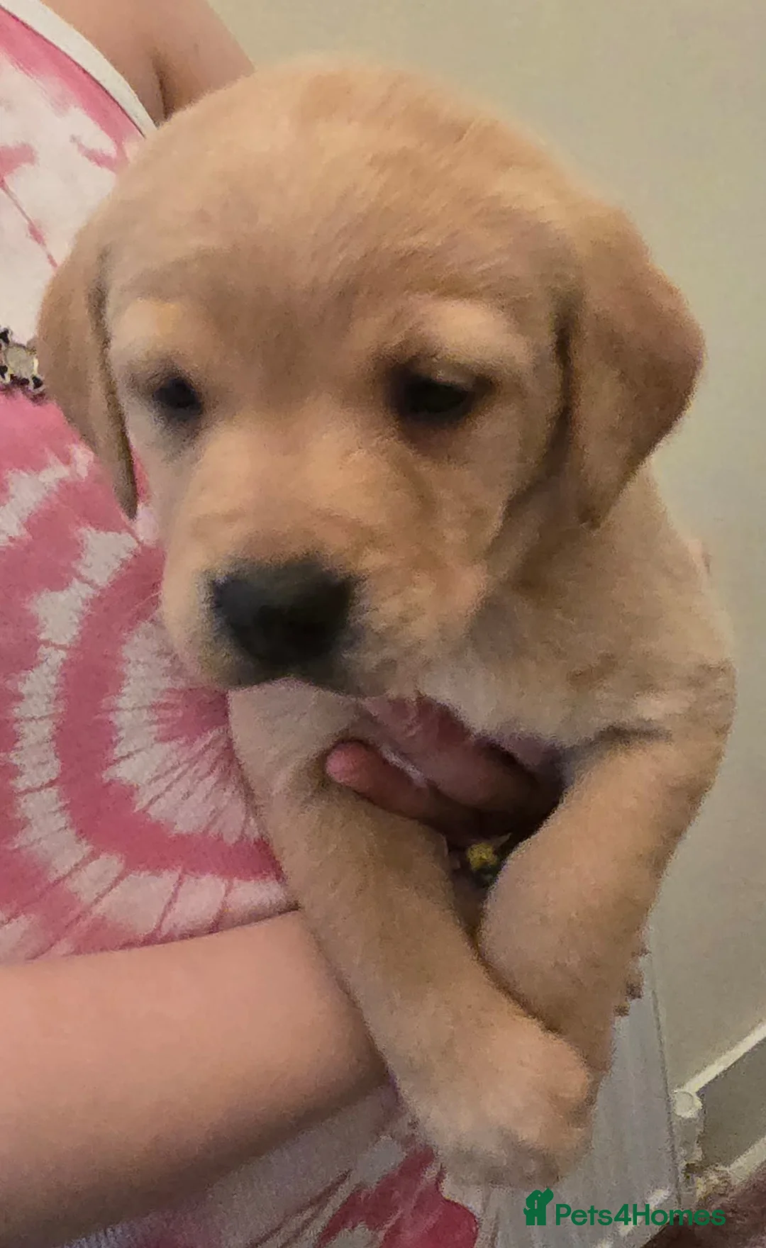 Labrador Retriever dogs for sale: Labrador puppies  in Romford - Advert 16