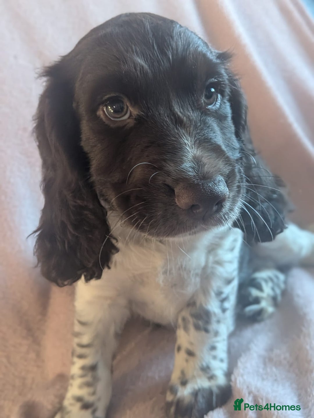 Cocker Spaniel dogs for sale: Cocker spaniels  - Advert 6