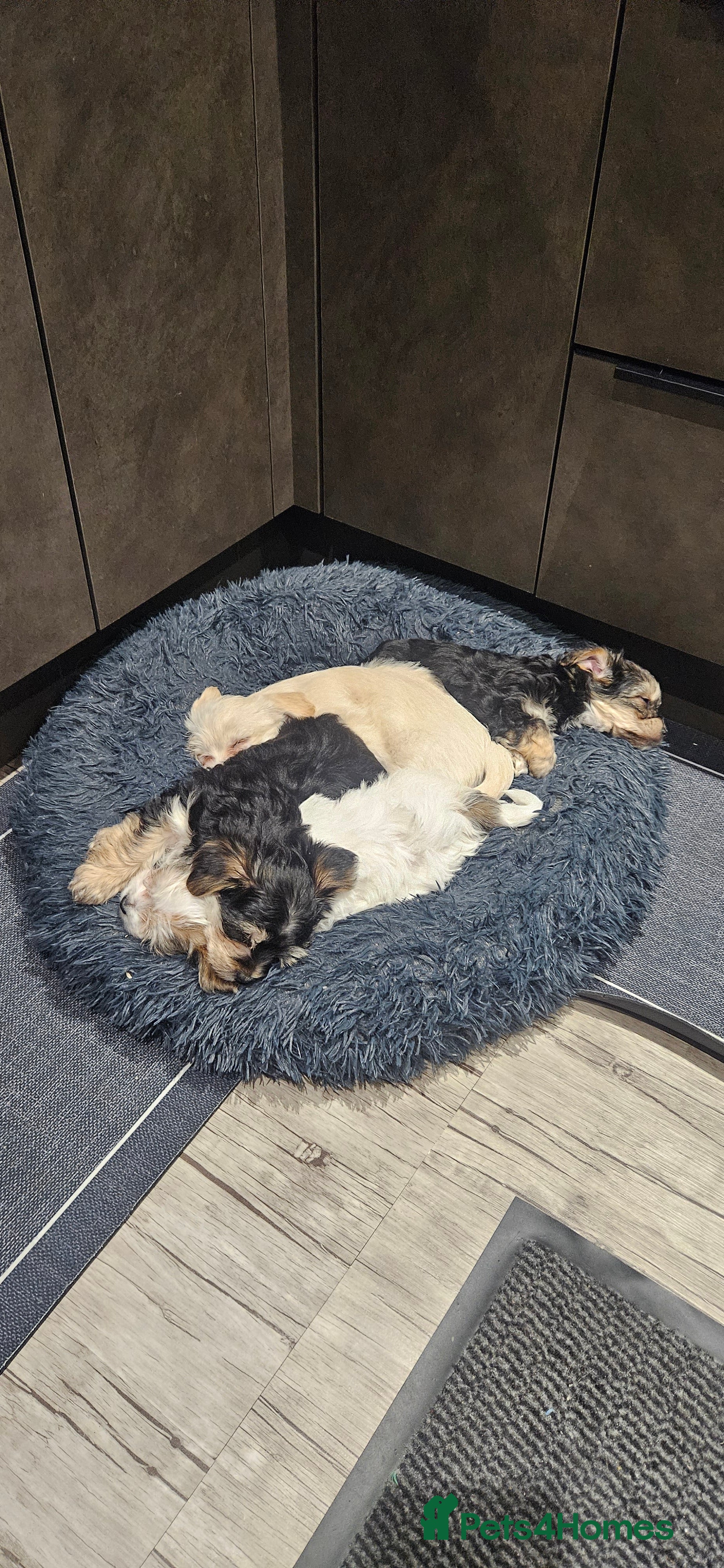 Morkie dogs Morkies - Advert 5